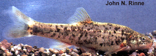 (Rhinichthys) Род РИНИХТИСЫ, РИНИХТЫ, АМЕРИКАНСКИЕ ПЕСКАРИ 9 видов